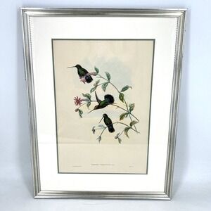 John Gould 1804-1881 Hand Colored Lithograph Humming Birds Circa 1850 22 x‎ 29